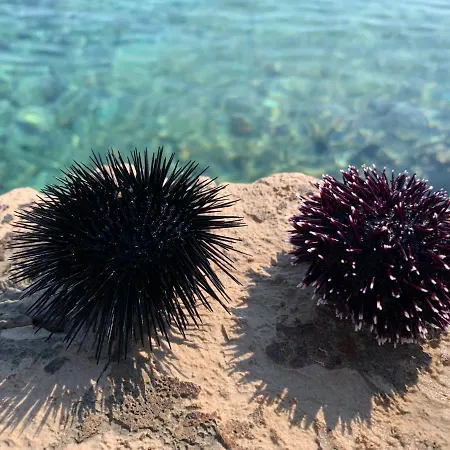 Santa Cruz Apartman Supetar